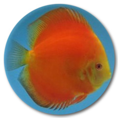 Red Melon (Yellow Faced) Discus Fish - 3-3.5 inch